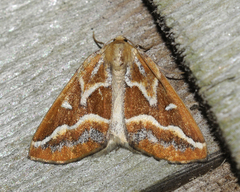 Caripeta angustiorata