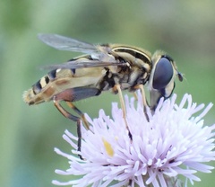 Helophilus pendulus