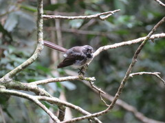 Rhipidura albiscapa