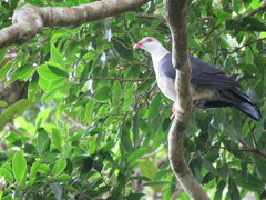 Columba leucomela