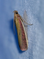 Oncocera semirubella