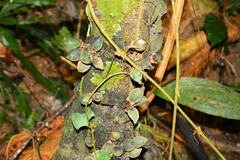 Diospyros cauliflora