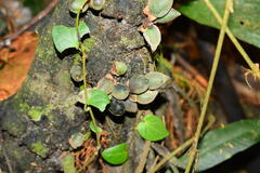 Diospyros cauliflora