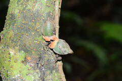 Diospyros cauliflora