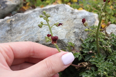 Scrophularia lucida