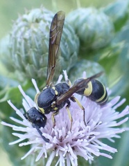 Eumeninae
