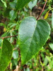 Schisandra arisanensis