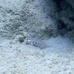 Gnatholepis cauerensis