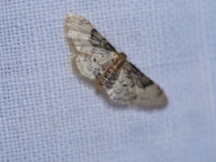 Idaea filicata