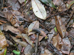 Perga affinis