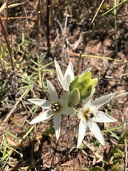 Ornithogalum