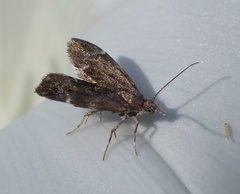 Anthophila fabriciana