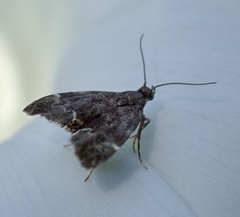 Anthophila fabriciana
