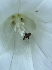 Anthophila fabriciana