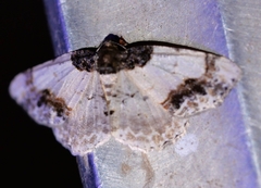 Ligdia adustata