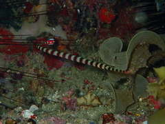 Dunckerocampus dactyliophorus