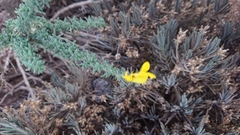 Adenocarpus viscosus