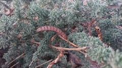 Adenocarpus viscosus