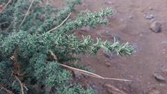 Adenocarpus viscosus