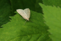 Udea lutealis