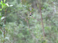 Trichonephila plumipes
