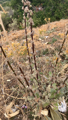 Verbascum