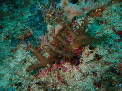 Caementabunda simplex