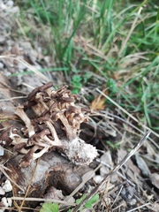 Fungi