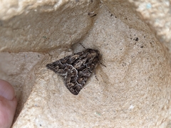 Noctuinae
