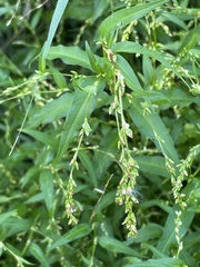 Persicaria hydropiper