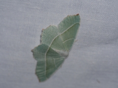 Campaea margaritaria