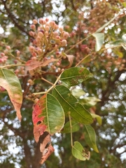 Pistacia terebinthus