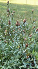 Centaurea jacea