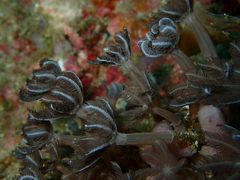 Clavularia