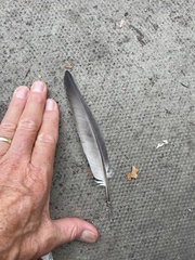 Columba livia domestica