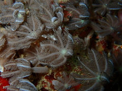 Clavularia
