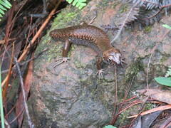 Silvascincus murrayi