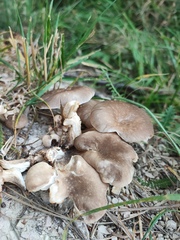 Fungi