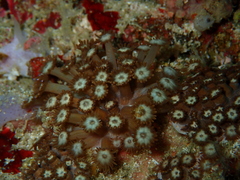 Goniopora