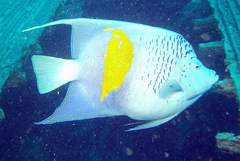 Pomacanthus maculosus