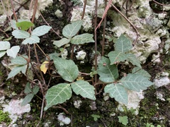 Toxicodendron radicans