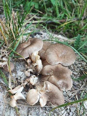 Fungi