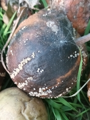 Monilinia fructigena