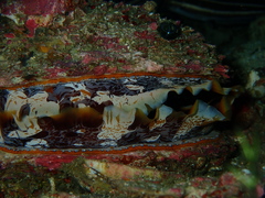 Spondylus