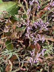 Limonium californicum