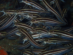 Plotosus lineatus