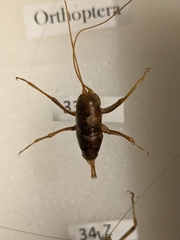 Ceuthophilus californianus