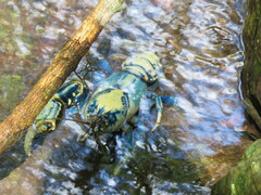 Euastacus sulcatus