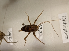 Ceuthophilus californianus