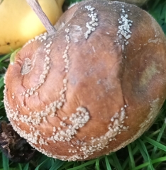 Monilinia fructigena
